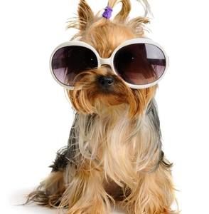 Meet your Posher, Joe